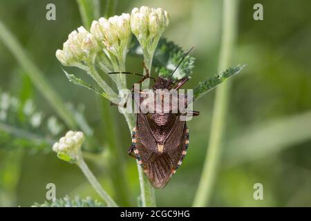 Rotbeinige Baumwanze, Pentatoma rufipes, Waldkäfer, Rotbeinige Schildkäfer, La punaise à pattes rousses, la punaise des bois, Baumwanzen, Pentatomidae Stockfoto