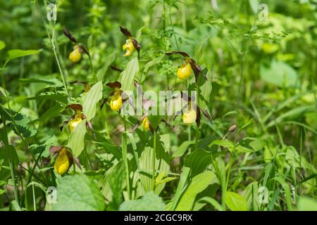 Aufwachsen im Schatten des Bush von Rare Specieswild gelb Orchideen Lady's Slipper (Cypripedium calceolus) Im grünen Wald Gras auf dem Sommer da Stockfoto