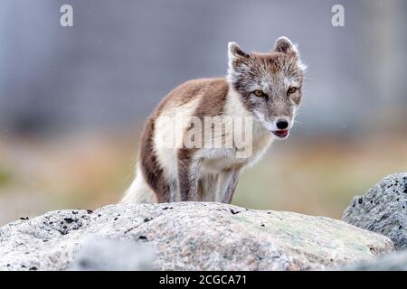 Wilder arktischer Fuchs (Vulpes lagopus) in der Sommerlandschaft im Dovre-Gebirge Natipnal Park, Norwegen Stockfoto