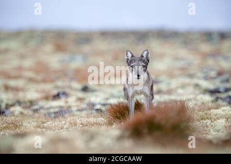 Wilder arktischer Fuchs (Vulpes lagopus) in der Sommerlandschaft im Dovre-Gebirge Natipnal Park, Norwegen Stockfoto