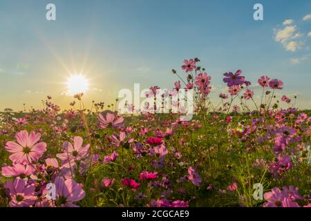 Schöne cosmos Blumen blühen im Garten Stockfoto