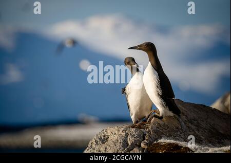 Gemeine Murre, Gemeine Guillemot (Uria aalge) bei Hornøya, Norge Stockfoto