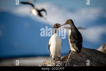 Gemeine Murre, Gemeine Guillemot (Uria aalge) bei Hornøya, Norge Stockfoto