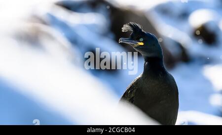 Europäischer Shag, gewöhnlicher Shag (Phalacrocorax aristotelis) im Schnee im Winter bei Hornøya, Norwegen Stockfoto