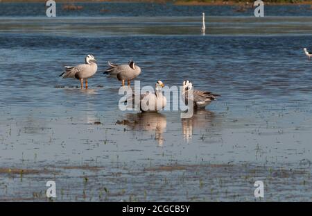 Unter der Leitung von Bar Gans (Anser Indicus) Stockfoto