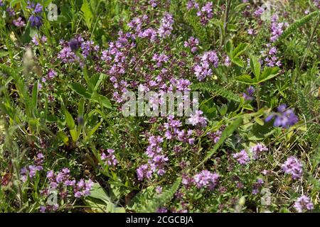 Heilstrauch Thymian Pflanze (Thymus serpyllum) kriechend wächst auf einer grünen Wiese im Sommer. Stockfoto