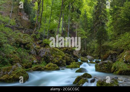 Französische Landschaft - Chartreuse. Wilder Fluss mit Wasserfall im Wald. Stockfoto