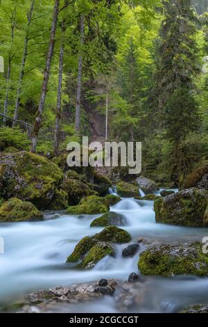 Französische Landschaft - Chartreuse. Wilder Fluss mit Wasserfall im Wald. Stockfoto