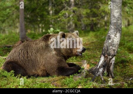 Wilder Braunbär (Ursus arctos) Im Wald i Nordfinnland Stockfoto