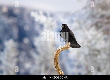 Nordischer Rabe (gemeiner Rabe) im Winter Stockfoto