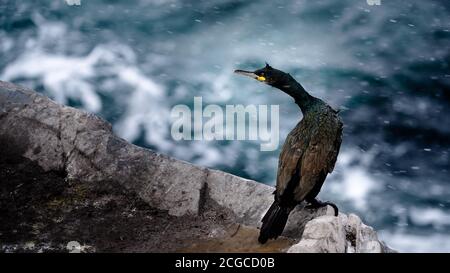 Europäischer Shag, gewöhnlicher Shag (Phalacrocorax aristotelis) im Schnee im Winter bei Hornøya, Norwegen Stockfoto