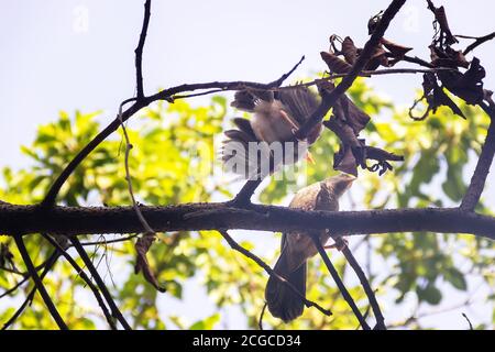 Ceylon Rufous Babbler (Turdoides rufescens) mit Jungfrauenbetteln um Nahrung (Winternisten in der Stadt). Sri Lanka endemische Arten, Dezember Stockfoto