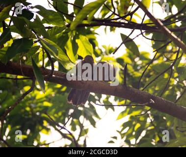 Paarungswechselwirkungen, Paarbindung: Gegenseitige Reinigung des Gefieders (Prägung). Ceylon Rufous Babbler (Turdoides rufescens) - Sri Lanka endemische Arten, Stockfoto