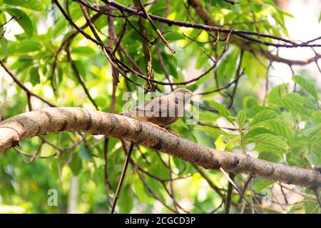 Ceylon Rufous Babbler (Turdoides rufescens) auf einem schönen Zweig mit schönen Kolonien von Schimmel auf einem Hintergrund von grünem Laub. Sri Lanka endemisch Stockfoto