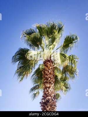 Talipot Palme (Corypha umbraculifera) im Winter in Spanien Stockfoto
