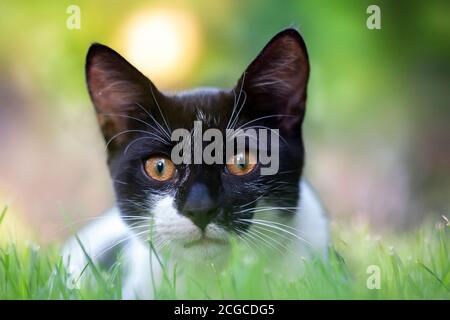 Schwarze Katze auf Gras Hintergrund mit Lichtstrahlen Stockfoto