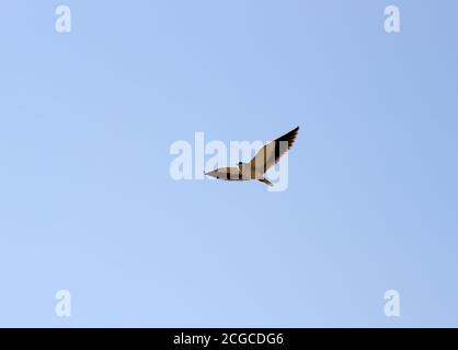 Birds Of India. Schwarzflügeliger Drachen (Elanus caeruleus vociferus) im Flug. Stockfoto