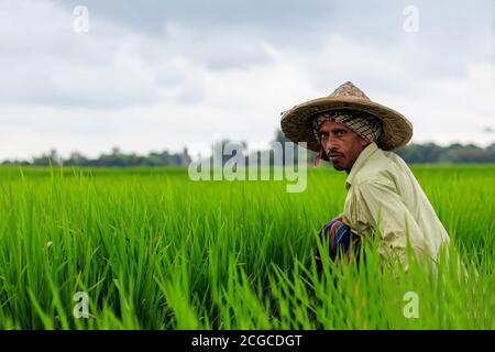 Ein Landwirt, der auf Reisfeldern in einem Dorf in Rajshahi in Bangladesch arbeitet. Stockfoto