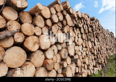 Holzstapel von Picea abies, der Norwegenfichte (europäische Fichte) - Endseitenansicht der Kamera Stockfoto