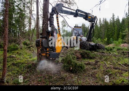 Nachhaltige europäische Fichtenholzernte in Norwegen im Sommer mit schweren Maschinen, von vorne gesehen Stockfoto