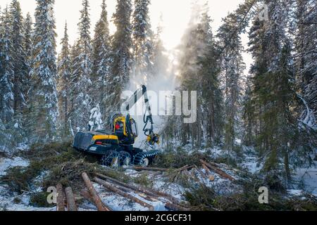 Nachhaltige europäische Fichtenholzernte in Norwegen im Winter mit schweren Maschinen im Schnee, Drohne von oben geschossen Stockfoto