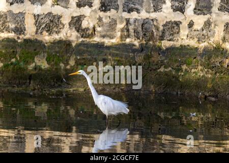 Östlicher Reiher (Weißreiher) Wandern im Wasser auf einem Kalksteinwand Hintergrund Stockfoto