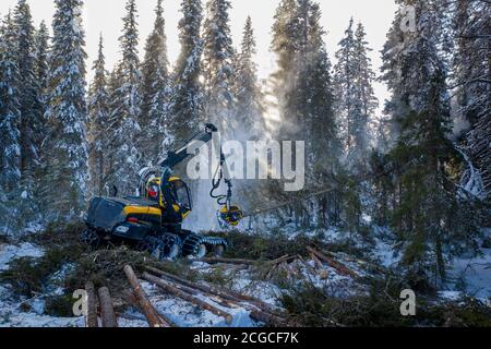 Nachhaltige europäische Fichtenholzernte in Norwegen im Winter mit schweren Maschinen im Schnee, Drohne von oben geschossen Stockfoto