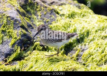 Ein wenig Sandpiper auf einem mit Algen bedeckten Felsen am Meer. Stockfoto