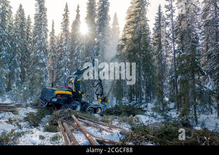 Nachhaltige europäische Fichtenholzernte in Norwegen im Winter mit schweren Maschinen im Schnee, Drohne von oben geschossen Stockfoto