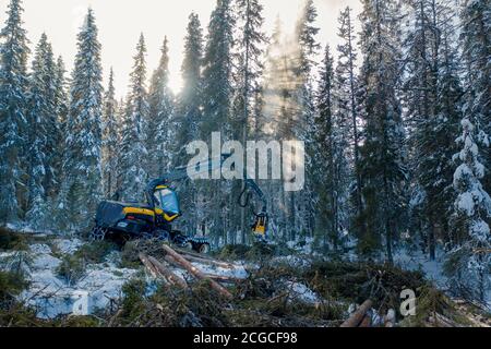 Nachhaltige europäische Fichtenholzernte in Norwegen im Winter mit schweren Maschinen im Schnee, Drohne von oben geschossen Stockfoto