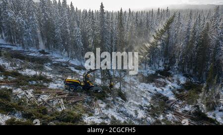 Nachhaltige europäische Fichtenholzernte in Norwegen im Winter mit schweren Maschinen im Schnee, Drohne von oben geschossen Stockfoto