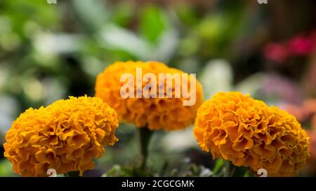 Tagetes Gelbe Ringelblumenblüte, Tagetes ist eine Gattung der jährlichen oder mehrjährigen, Stockfoto