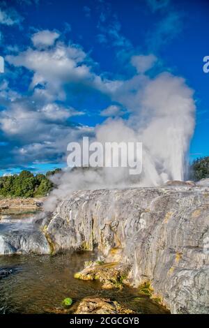 Pohutu Geyser in Te Puia, Neuseeland. Stockfoto