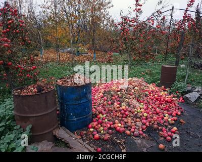 Großer Haufen verfaulter roter Äpfel liegt im Garten in der Nähe von Metallfässern, Humus, Naturdünger Stockfoto