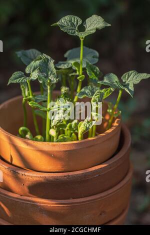 Stapel von Terracotta Töpfe mit Bohnensprossen wachsen aus Der Oberseite des Pflanzgefäßes Stockfoto