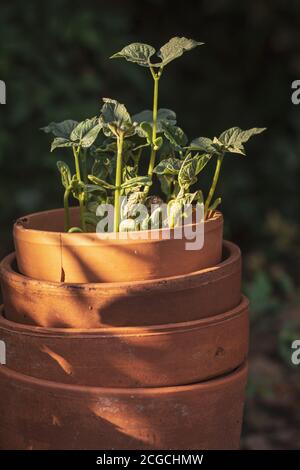 Stapel von Terracotta Töpfe mit Bohnensprossen wachsen aus Der Oberseite des Pflanzgefäßes Stockfoto