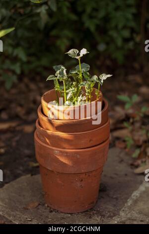 Stapel von Terracotta Töpfe mit Bohnensprossen wachsen aus Der Oberseite des Pflanzgefäßes Stockfoto