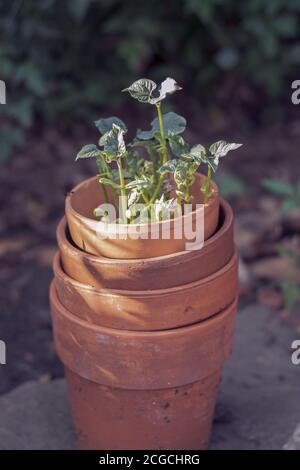 Stapel von Terracotta Töpfe mit Bohnensprossen wachsen aus Der Oberseite des Pflanzgefäßes Stockfoto