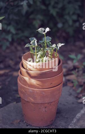 Stapel von Terracotta Töpfe mit Bohnensprossen wachsen aus Der Oberseite des Pflanzgefäßes Stockfoto