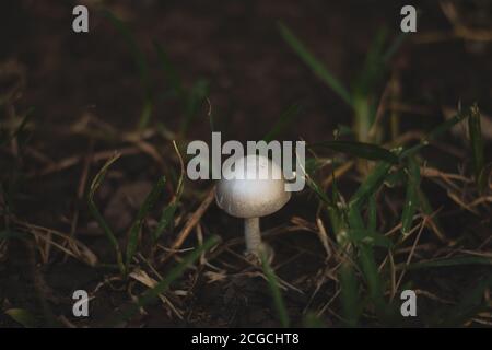 Ein kleiner weißer isolierter Pilz im Gras Stockfoto