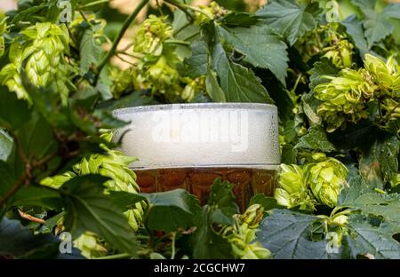Das Bier mit einem dichten weißen Schaum im Glas, umgeben von grünem Hopfen. Ein Bier mit einem dicken Schaumköpfen, Nahaufnahme. Stockfoto