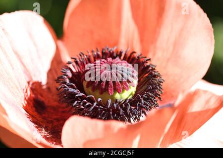 Orientalisch rote Mohnblume Nahaufnahme. Stockfoto