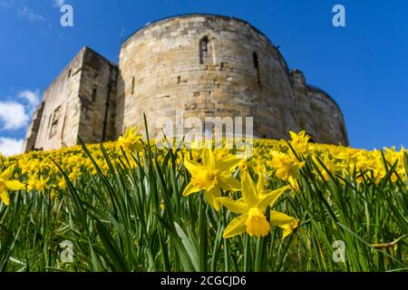 Clifford's Tower (alte historische Burgruine, gelbe Frühlingsnarzissen in Blüte, steiler hoher Hügel, blauer Himmel) - York, North Yorkshire, England, Großbritannien. Stockfoto