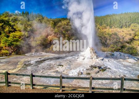 Lady Knox Geyser in Waiotapu Geothermal Area, Neuseeland. Stockfoto