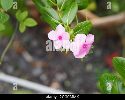 Rosa Farbe gewöhnlicher Name Westindisch, Madagaskar, Bringht Auge, Indianer, Cape, Pinkle-Pinkle, Vinca, Cayenne Jasmin, Rose periwinkle, Old Maid Scientific Stockfoto