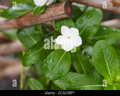 Weiße Farbe gewöhnlicher Name Westindisch, Madagaskar, Bringht Auge, Indianer, Kap, Pinkle-Pinkle, Vinca, Cayenne Jasmin, Rose periwinkle, Old Maid Scientifi Stockfoto