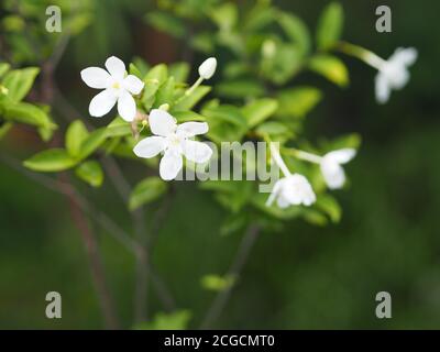 Gardenia, Rubiaceae kleine Stauden Blätter sind runde, ovale, spitze Blätter, einzelne Blüten aus der Spitze oder dem Ende des Astes. Blüten sind Fra Stockfoto