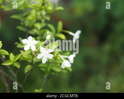 Gardenia, Rubiaceae kleine Stauden Blätter sind runde, ovale, spitze Blätter, einzelne Blüten aus der Spitze oder dem Ende des Astes. Blüten sind Fra Stockfoto