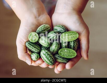 Kinderhände halten Melothria scabra, auch bekannt als die cucamelon oder Pepquinos Hexe ist kleine essbare Frucht Hexe schmeckt wie Gurke und Melone. Gesund Stockfoto