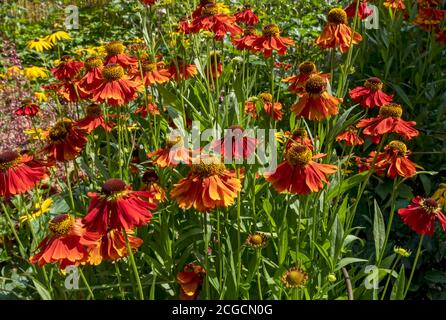 Nahaufnahme von orangefarbenen Niesen-helenium-Blüten im Sommergarten England GB Vereinigtes Königreich GB Großbritannien Stockfoto